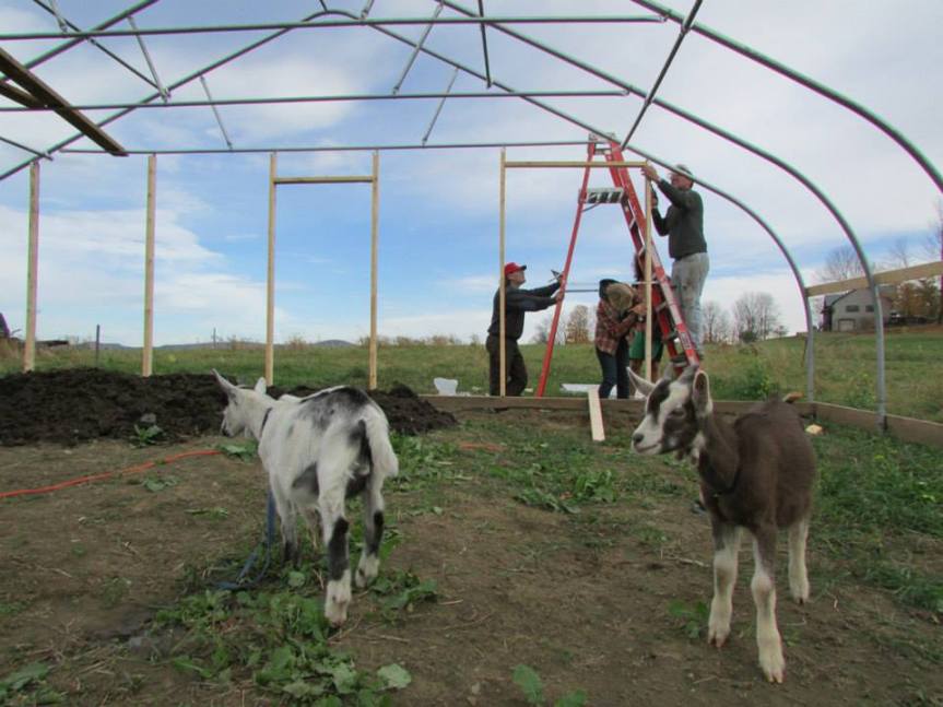 Rue and odin helping students put up the hoop house